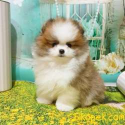 TEDDY BEAR YAVRULAR 3