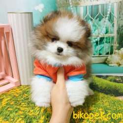 TEDDY BEAR YAVRULAR 2