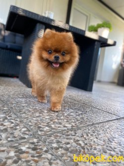 Teddy Bear Yetişkin Eğitimli Boo Pomeranian 2