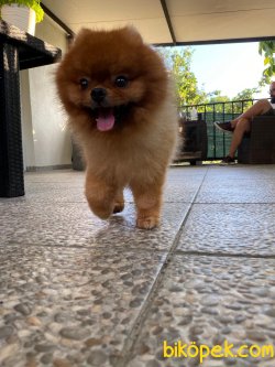 Teddy Bear Yetişkin Eğitimli Boo Pomeranian 4