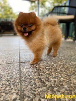 Teddy Bear Yetişkin Eğitimli Boo Pomeranian 3