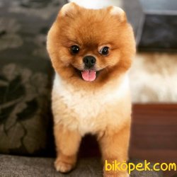 Teddy Bear Yetişkin Eğitimli Boo Pomeranian 1