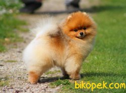 Teddy Ber Pomeranian Boo Irk Belgeli Garantili 2