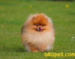 Teddy Ber Pomeranian Boo Irk Belgeli Garantili 1