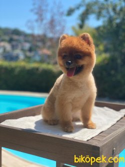 Teddy Ber Pomeranian Boo Irk Belgeli Garantili 3