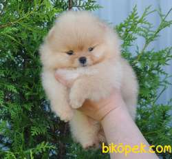Teddy Ber Pomeranian Boo Irk Belgeli Garantili 1