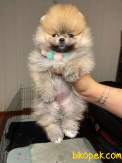 Teddy Ber Pomeranian Boo Irk Belgeli Garantili 2