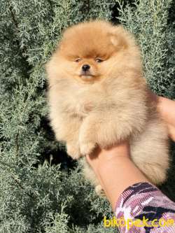 Teddy Ber Pomeranian Boo Irk Belgeli Garantili 3