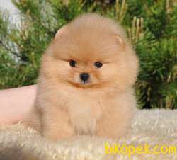 Teddy Ber Pomeranian Boo Irk Belgeli Garantili 1