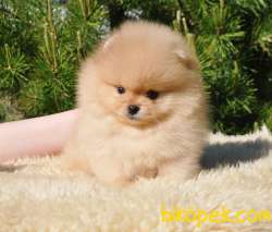 Teddy Ber Pomeranian Boo Irk Belgeli Garantili 3