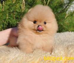 Teddy Ber Pomeranian Boo Irk Belgeli Garantili 2