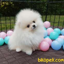 Teddy Ber Pomeranian Boo Irk Belgeli Garantili 2