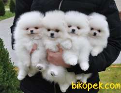 Teddy Ber Pomeranian Boo Irk Belgeli Garantili 1