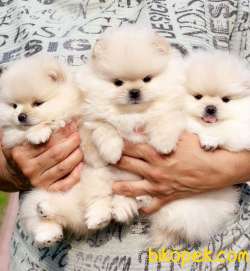 Teddy Ber Pomeranian Boo Irk Belgeli Garantili 3