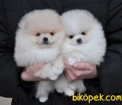 Teddy Ber Pomeranian Boo Irk Belgeli Garantili 3