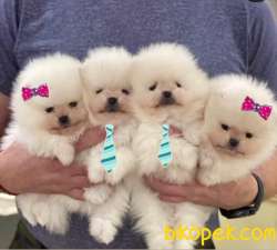 Teddy Ber Pomeranian Boo Irk Belgeli Garantili 1