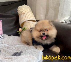Teddy Face Ayı Surat Boo Pomeranian Yavrular 1