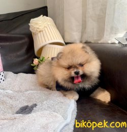 Teddy Face Ayı Surat Boo Pomeranian Yavrular 4