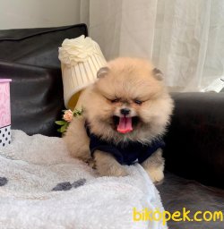 Teddy Face Ayı Surat Boo Pomeranian Yavrular 3