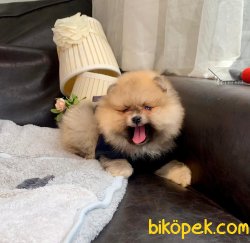 Teddy Face Ayı Surat Boo Pomeranian Yavrular 2