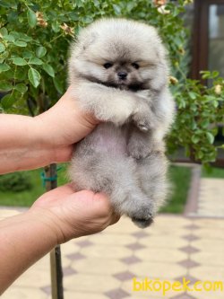 TEDDY FACE AYI SURAT POMERANİAN BOO 1