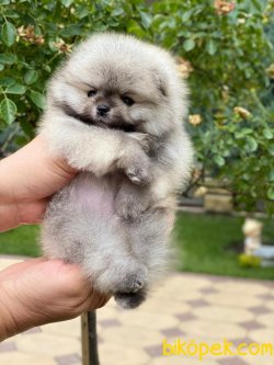 TEDDY FACE AYI SURAT POMERANİAN BOO 3