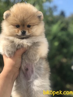 TEDDY FACE AYI SURAT POMERANİAN BOO 1