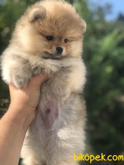 TEDDY FACE AYI SURAT POMERANİAN BOO 3