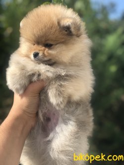 TEDDY FACE AYI SURAT POMERANİAN BOO 2