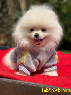 TEDDY FACE AYI SURAT POMERANİAN BOO 3