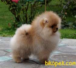 Satılık Teddy Face Ayı Surat Pomerani̇an Boo 3