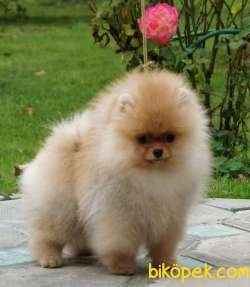 Satılık Teddy Face Ayı Surat Pomerani̇an Boo 1