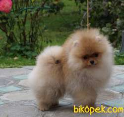 Satılık Teddy Face Ayı Surat Pomerani̇an Boo 2