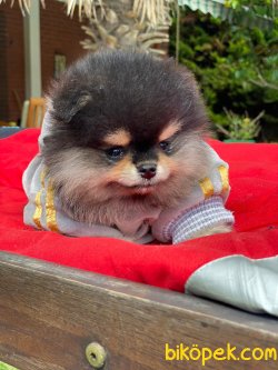 TEDDY FACE AYI SURAT POMERANIAN BOO YAVRULARIMIZ 3