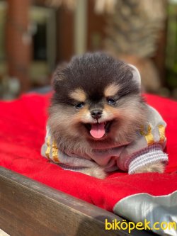 TEDDY FACE AYI SURAT POMERANIAN BOO YAVRULARIMIZ 1