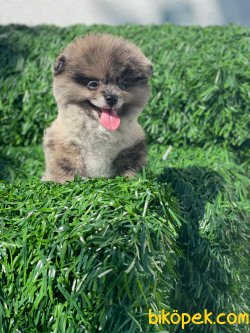 TEDDY FACE AYI SURAT POMERANİAN BOO YAVRULARIMIZ 1