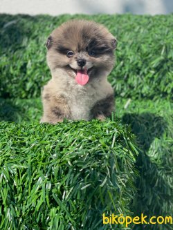 TEDDY FACE AYI SURAT POMERANİAN BOO YAVRULARIMIZ 2