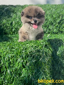 TEDDY FACE AYI SURAT POMERANİAN BOO YAVRULARIMIZ 3
