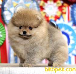 TEDDY FACE AYI SURAT POMERANİAN BOO YAVRULARIMIZ 3
