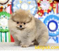 TEDDY FACE AYI SURAT POMERANİAN BOO YAVRULARIMIZ 2