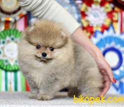 TEDDY FACE AYI SURAT POMERANİAN BOO YAVRULARIMIZ 1
