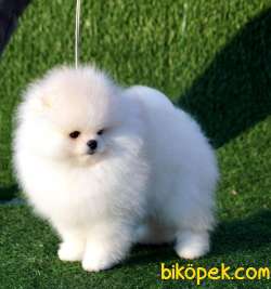 Satılık Teddy Face Ayı Surat Pomerani̇an Boo Yavrularımız 2