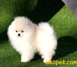 Satılık Teddy Face Ayı Surat Pomerani̇an Boo Yavrularımız 1