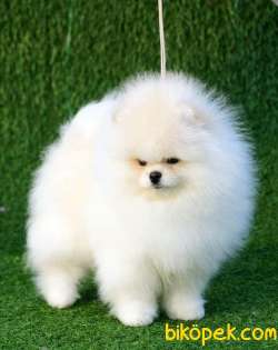 Satılık Teddy Face Ayı Surat Pomerani̇an Boo Yavrularımız 3