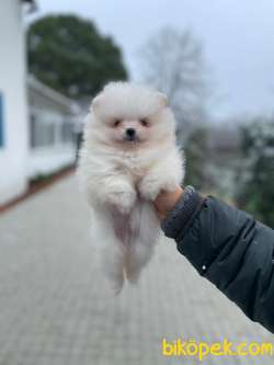 TEDDY FACE AYI SURAT POMERANİAN BOO YAVRULARIMIZ 3