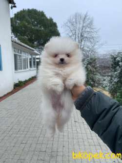 TEDDY FACE AYI SURAT POMERANİAN BOO YAVRULARIMIZ 1