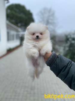 TEDDY FACE AYI SURAT POMERANİAN BOO YAVRULARIMIZ 2