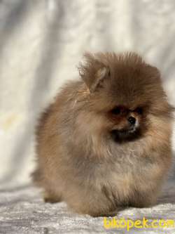 Teddy Face Ayicik Surat Pomeranian Boo Bebekler 3