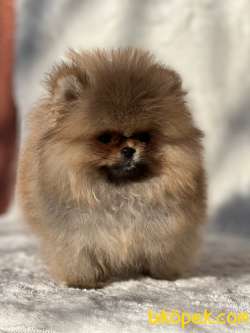 Teddy Face Ayicik Surat Pomeranian Boo Bebekler 1