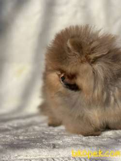 Teddy Face Ayicik Surat Pomeranian Boo Bebekler 2